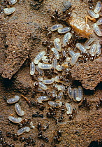Garden black ant (Lasius niger) nest with eggs and larvae, UK