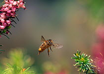 Honey bee (Apis mellifera) in flight, UK