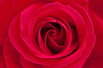 Red rose (Rosa sp) petal whorl, close detail