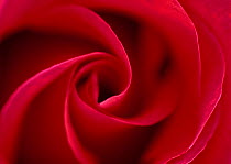 Red rose (Rosa sp), petal whorl, flower