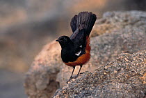 Mocking / Cliff chat (Thamnolea cinnamomeiventris) male displaying on rock, Africa