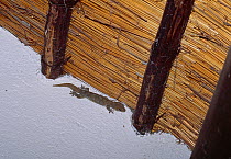 Gecko (Gekkonidae) on wall of hut