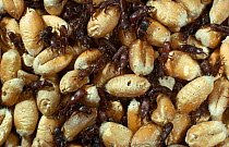 Wheat weevils (Sitophilus granarius) infesting grain harvest, UK