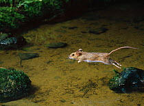 Wood mouse (Apodemus sylvaticus) leaping between rocks in stream, controlled conditions, UK