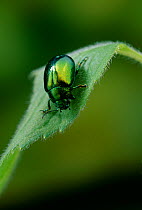 Leaf beetle (Chrysolina sp) on leaf, UK