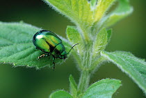 Leaf beetle (Chrysolina sp) on leaf, UK