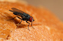 Lesser house fly (Fannia canicularis) on bread, UK