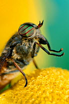 Horsefly (Tabanus sp) male feeding on flower nectar, UK
