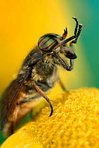 Horsefly (Tabanus sp) male feeding on flower nectar, UK