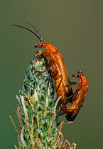 Soldier beetle (Rhagonycha fulva) pair mating on plantain flower, UK