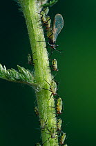 Greenfly / Aphids (Aphidoidea) winged and wingless adults on mint stem, UK