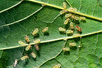 Greenfly / Aphids (Aphidoidea) wingless adults on underside of mint leaf, UK