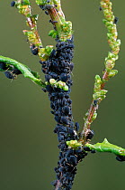 Blackfly / Aphids (Aphis sp) wingless forms on dock stem, UK