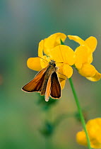 Small skipper butterfly (Thymelicus flavus) on vetch flower, UK
