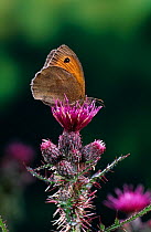 Meadow brown butterfly (Maniola jurtina) on knapweed flower, UK
