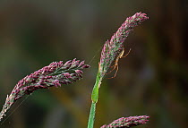 Slender orb weaver spider (Tetragnatha extensa) on grass flower head, UK