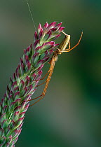 Slender orb weaver spider (Tetragnatha extensa) on grass flower head, UK