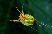 Green orb weaver spider (Araniella sp) spinning web, UK