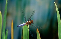 Broad bodied chaser dragonfly (Libellula depressa) n flight just after take off, UK