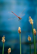 Large red damselfly (Pyrrhosoma nymphula) in flight over Plantain flowers, UK