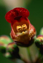Water figwort (Scrophularia auriculata) flower, close up, UK