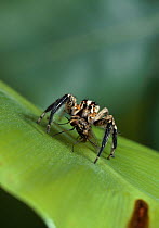 Jumping spider (Plexippus paykulli) with fly prey, controlled conditions