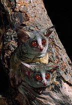 Northern lesser bushbaby (Galago senegalensis) two on lookout from tree, controlled conditions