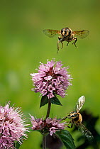 Dronefly (Eristalis tenax) in flight to water mint flower, UK