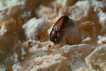 Flour beetle (Tribolium castaneum) feeding on bread, UK