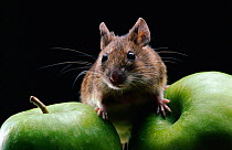 Yellow necked mouse (Apodemus flavicollis) on apples, controlled conditions, UK