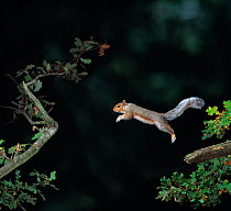 Grey squirrel (Sciurus carolinensis) leaping from branch, controlled conditions, UK