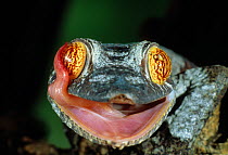Henkel's leaf tailed gecko (Uroplatus henkeli) licking its eye with its tongue, controlled conditions