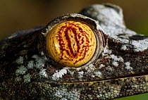 Close up of eye of Henkel's leaf tailed gecko (Uroplatus henkeli) controlled conditions