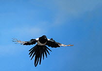 Magpie (Pica pica) in flight, UK