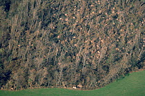 Aerial view of hurricane damage to woodland, Ardingly, West Sussex, England, October 1987