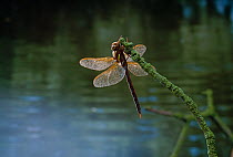 Brown hawker dragonfly (Aeshna grandis) with morning dew, clinging to lichen-covered twig, UK