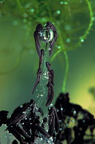 Common frog (Rana temporaria) tadpoles hatching from frogspawn, UK