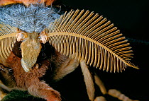 Close up of antennae of male Tussore Silkmoth (Antheraea mylitta)
