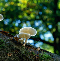 Porcelain fungus (Oudemansiella mucida) growing on rotting wood, UK
