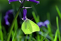 Brimstone butterfly (Gonepteryx rhamni) on Bluebell flower, UK