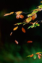 European beech trees (Fagus sylvatica) falling in autumn, UK