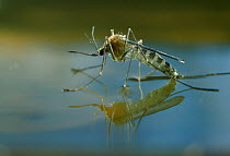 Mosquito (Culicidae) newly emerged adult on water's surface