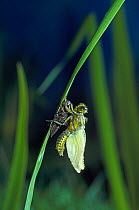 Broad bodied chaser (Libellula depressa) adult recently emerged from pupa, UK