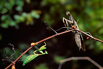 Praying mantids (Mantodea) pair, male on left, larger female on right, Madagascar