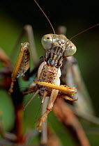 Praying mantid (Mantodea) feeding on bush cricket prey, Madagascar