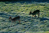 Fallow deer (Dama dama) following deer track across field at dawn, Sussex, UK
