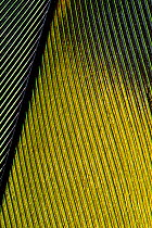 Close up of feather of a parrot