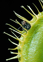 Venus flytrap (Dionaea muscipula) with fly trapped