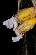 Silkworm moths (Bombyx mori) mating on a coccoon, controlled conditions
