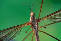 Crane fly (Tipula sp) showing halteres, UK